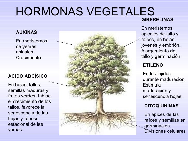 11 la relación y la reproducción de las plantas 11 la relación y la reproducción de las plantas