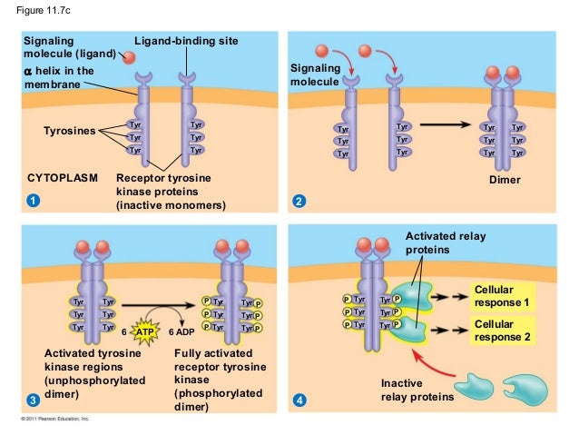 Ap Biology Chapter 31 Study Guide Answers