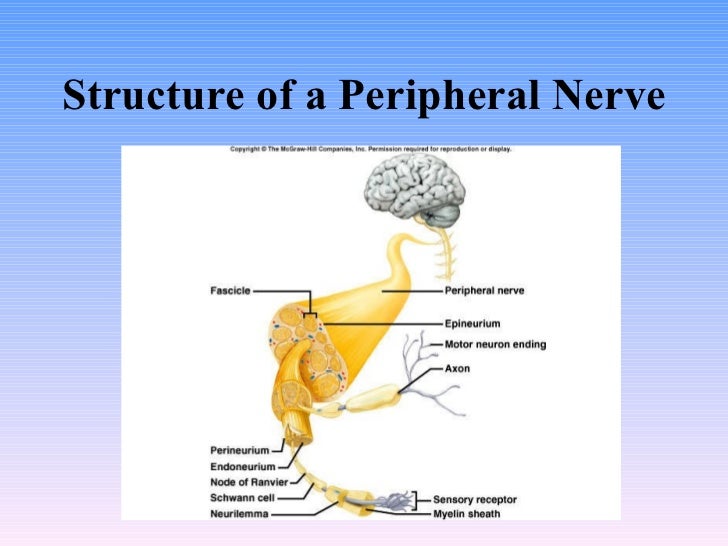 11 Peripheral Nervous System