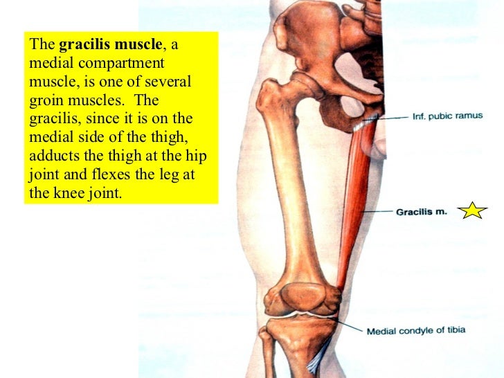 Image result for gracilis muscles