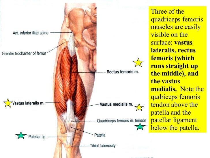 12 Appendicular Muscles