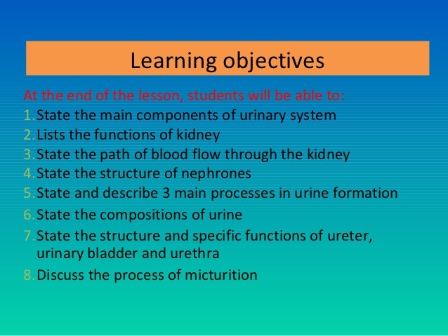 12. urinary system