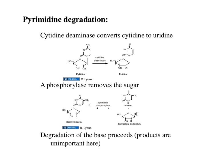 semisynthesis of human thymidine monophosphate kinase semisynthesis of human thymidine monophosphate kinase