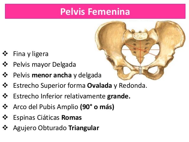 Pelvis Verdadera Y Pelvis Falsa