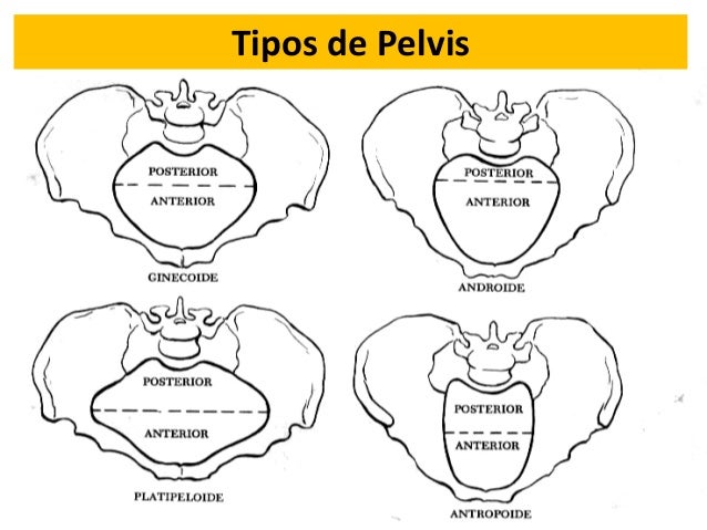 126054964 pelvis-osea-y-pelvimetria-raul-martinez-pdf