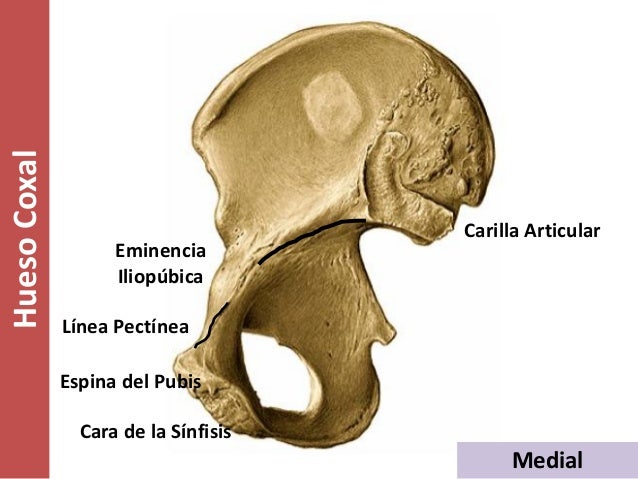 El aumento del espesor del miembro viril el precio