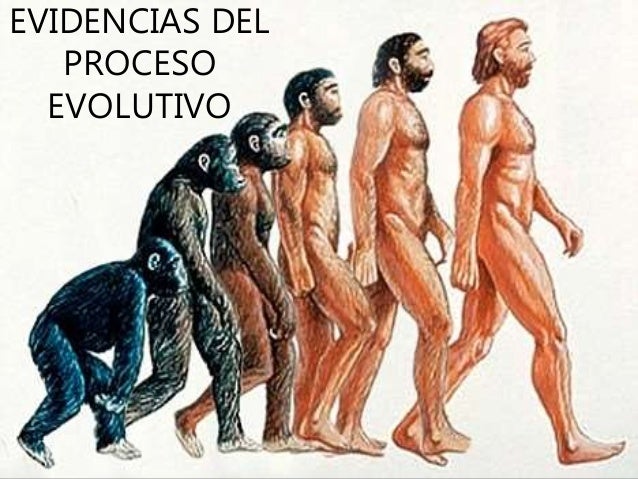 Resultado de imagen para evidencia de la evolucion