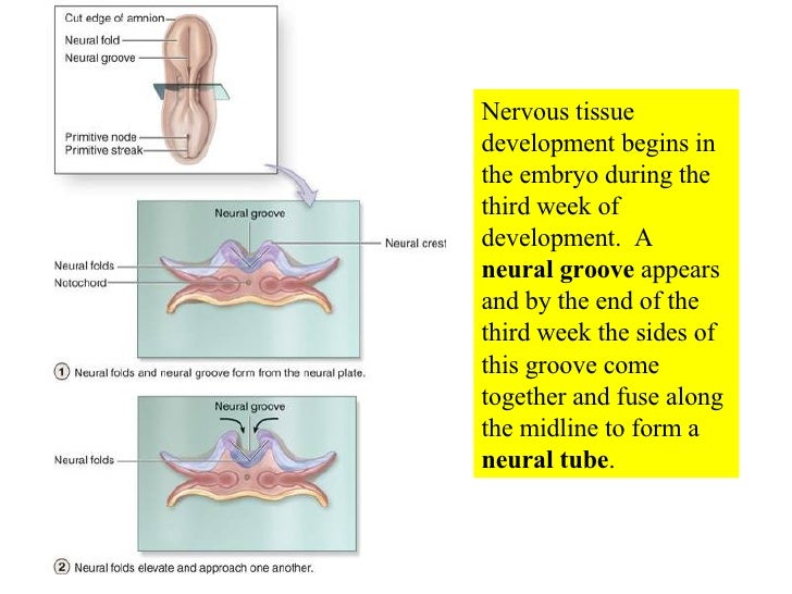 Anat2241 Nervous Tissue Embryology Development Nervous System