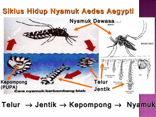Ayo Berbisnis Sekarang September 2015