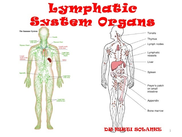 primary lymphoid organs