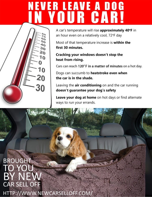 Infographic Never Leave a Dog in Your Car!