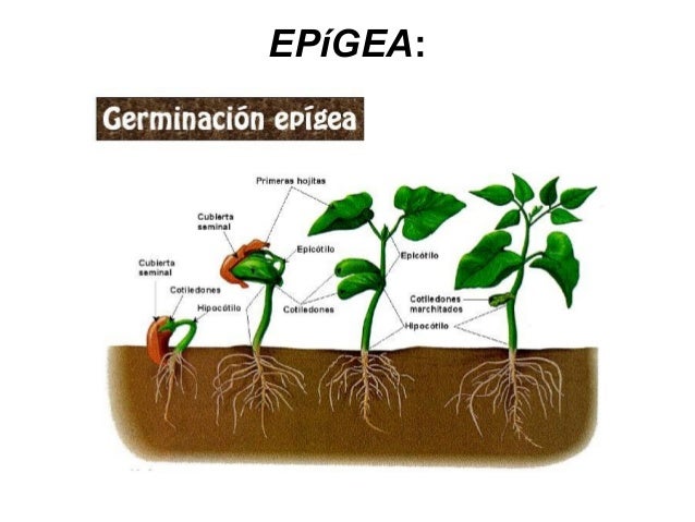 Proceso De Germinacion Del Cafe Proceso De Germinacion Del Cafe