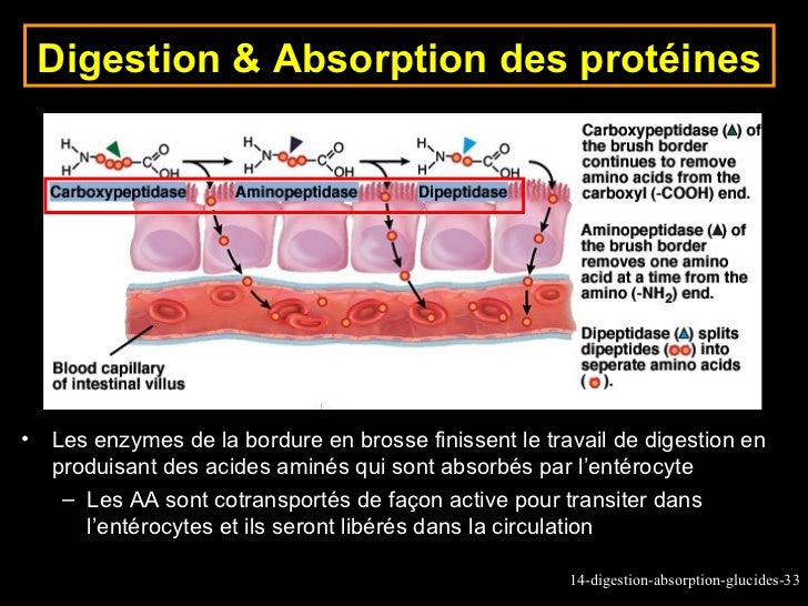 protein digestion