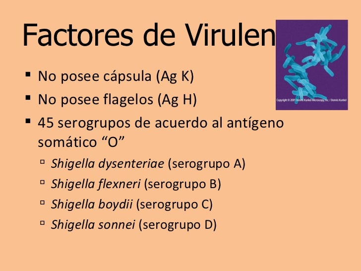14. Shigella dysenterae