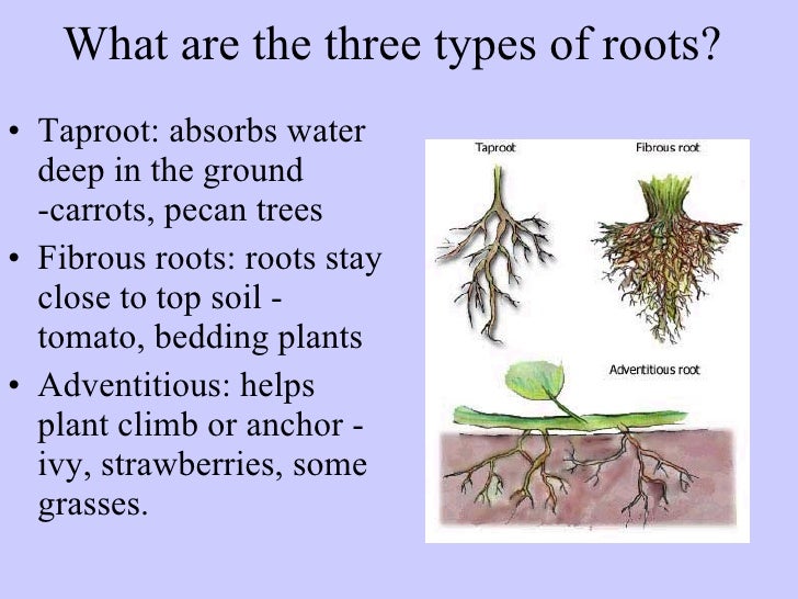 141 Plant Anatomy