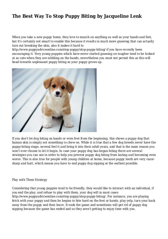 stop puppy biting fast bulldogs colorado best way to stop a puppy from biting collars and stop puppy biting fast bulldogs colorado best way to stop a puppy from biting collars and