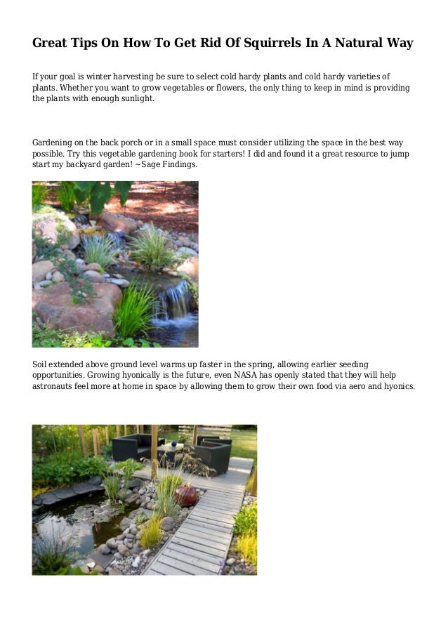 Great Tips On How To Get Rid Of Squirrels In A Natural Way Great Tips On How To Get Rid Of Squirrels In A Natural Way