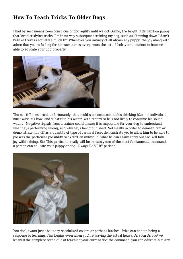 how to teach a tricks how to teach tricks to dogs how to teach a tricks how to teach tricks to dogs