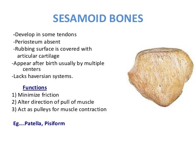 14 poonam bones
