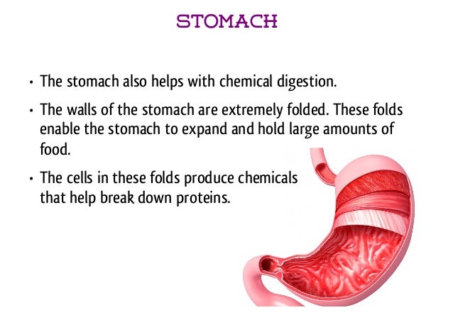 Digestive System