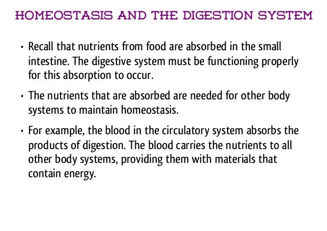 how does the digestive system maintain homeostasis