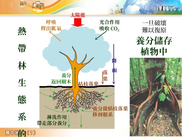 太陽能
光合作用
吸收 CO2
降
雨落
葉
呼吸
釋出 氣氧
養分
返回樹木
養分從枯枝落葉
移到根系
枯枝落葉
淋洗作用
帶走部分養分
熱
帶
林
生
態
系
一旦破壞
難以復原
養分儲存
植物中
 