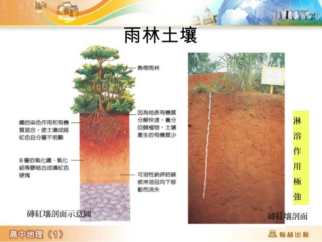 磚紅壤剖面示意圖 磚紅壤剖面
淋
溶
作
用
極
強
雨林土壤
 