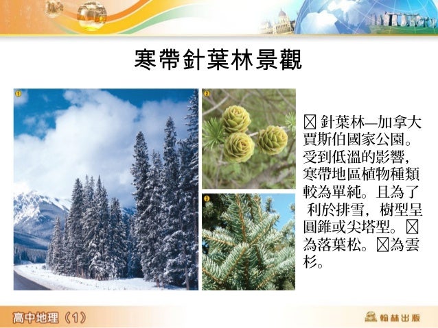 冬季時,在針葉
林過冬的馴鹿