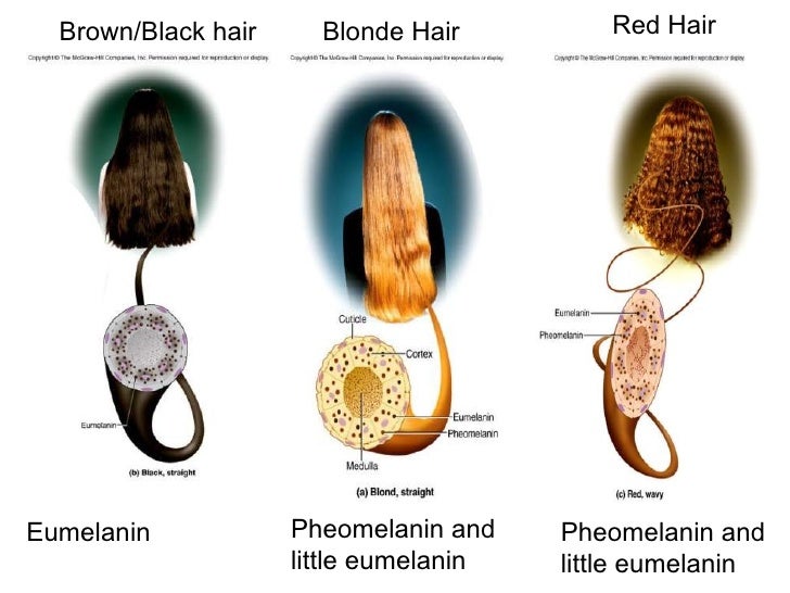 What is Eumelanin and How Does it Affect Blonde Hair? - wide 7