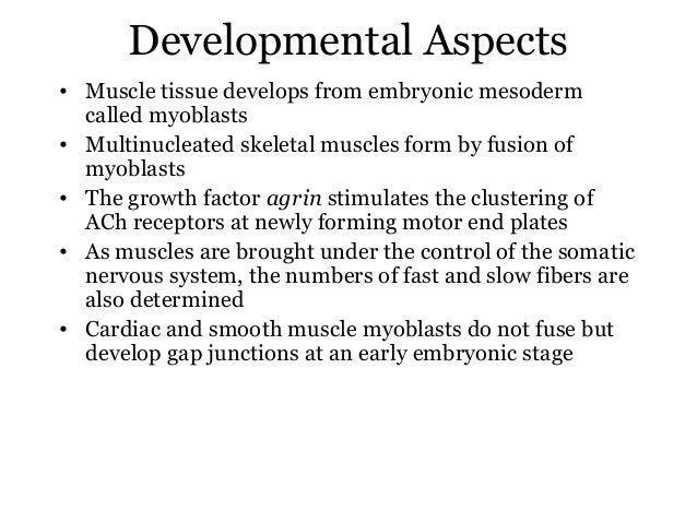 myoblasts diaphragm form