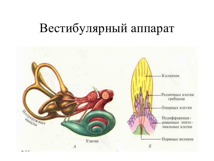 Как лечить нарушение вестибулярного аппарата Как лечить нарушение вестибулярного аппарата