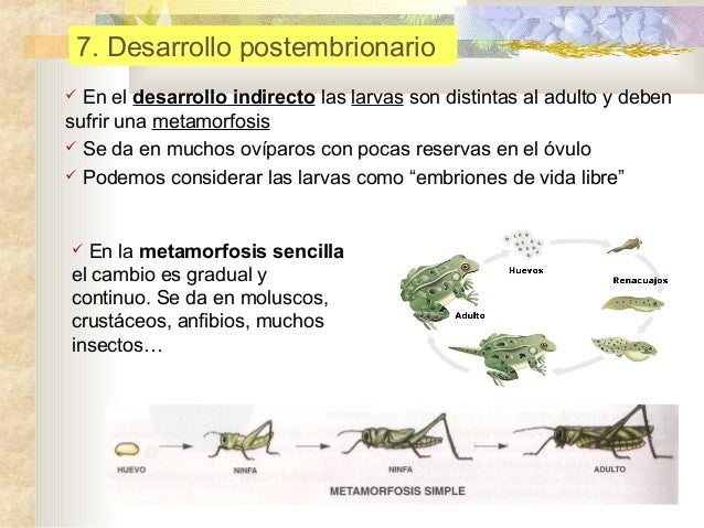 16 reproducción en animales