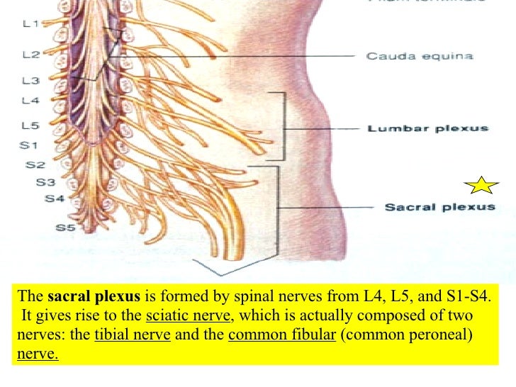 diagram of the spine and nerves lower back nerve diagram lower back spinal nerves diagram of the spine and nerves lower back nerve diagram lower back spinal nerves
