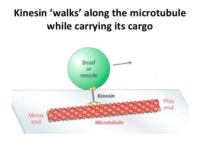 Kinesan carga Kinesan carga