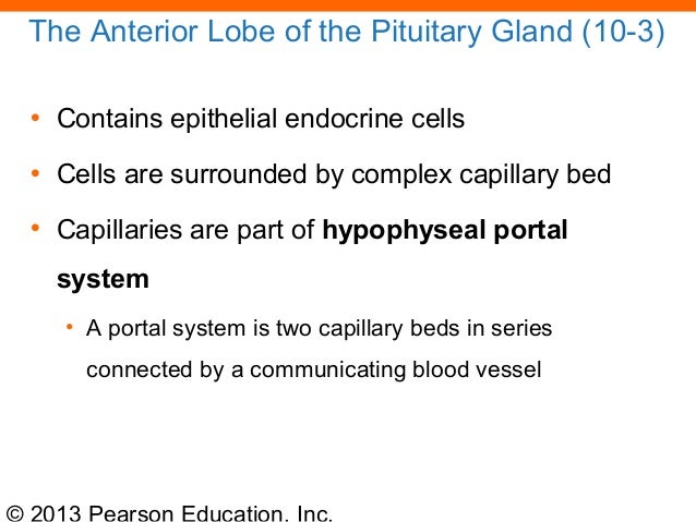 Capillaries Bed Connected In Series Capillaries Bed Connected In Series