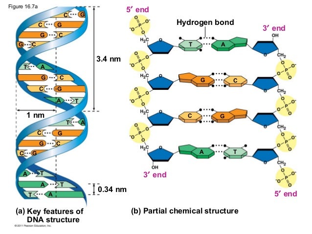 image-gallery-labeled-dna-structure