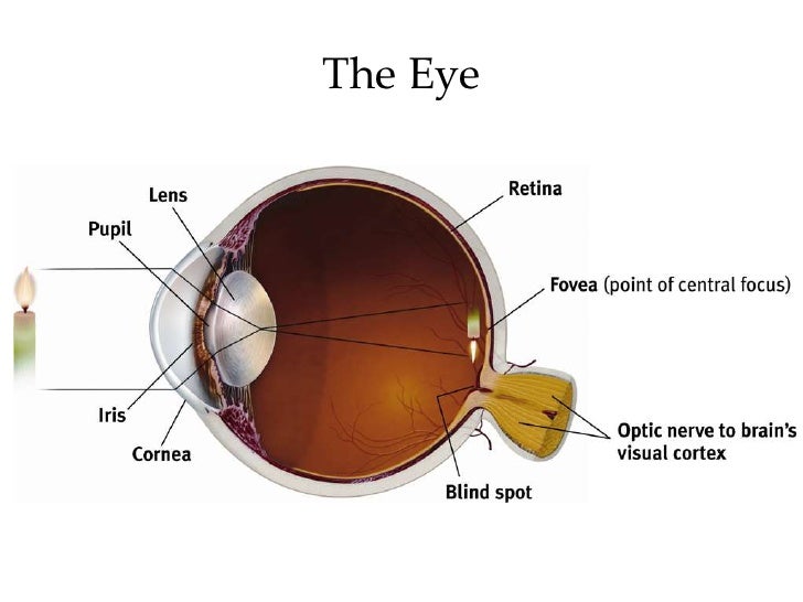 Introductory Psychology: Sensation & Perception (Vision)