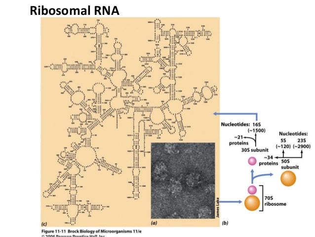 ribosomal database project ribosomal database project