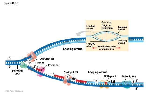 ap biology essay about enzymes ap biology essay about enzymes
