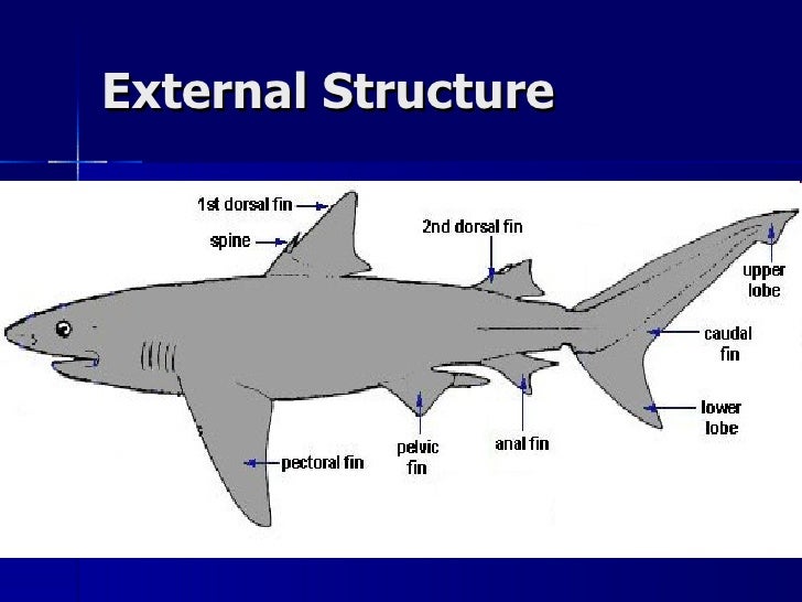 17. Class Chondrichthyes Notes