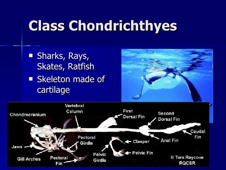 17. Class Chondrichthyes Notes