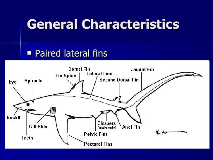 17. Class Chondrichthyes Notes