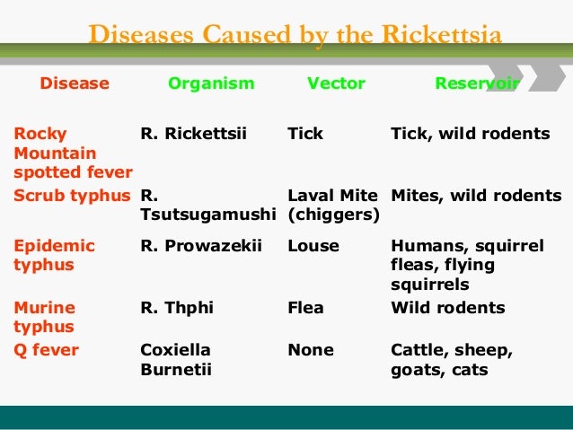 mites & ticks