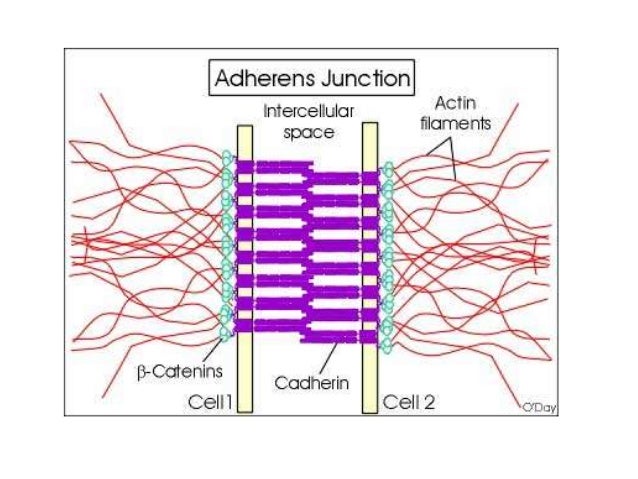 18 epithelium poonam 18 epithelium poonam