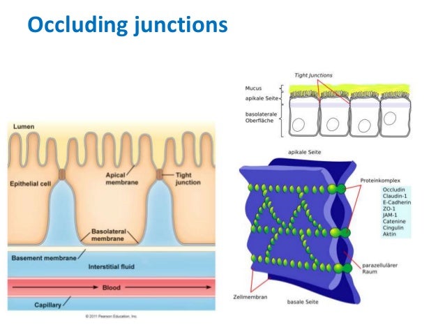18 epithelium poonam 18 epithelium poonam