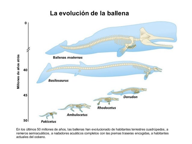 Evolución de la ballena