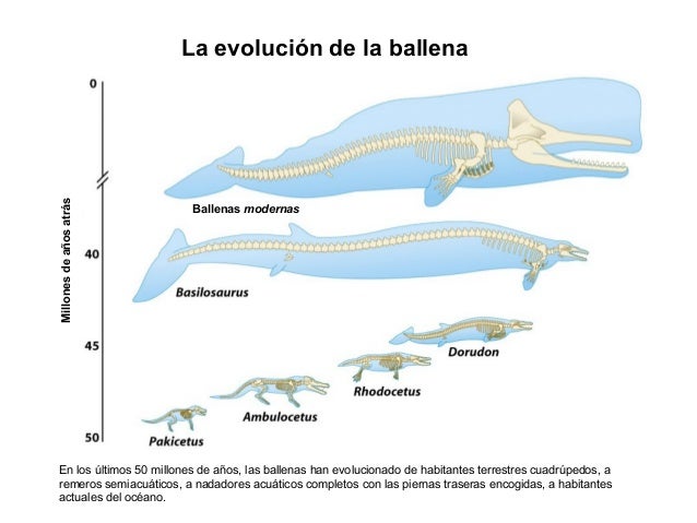 Evolución de la ballena Evolución de la ballena