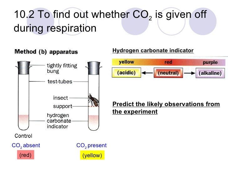 Chapter 10 Respiration Lesson 1 Aerobic and Anaerobic Respiration a…