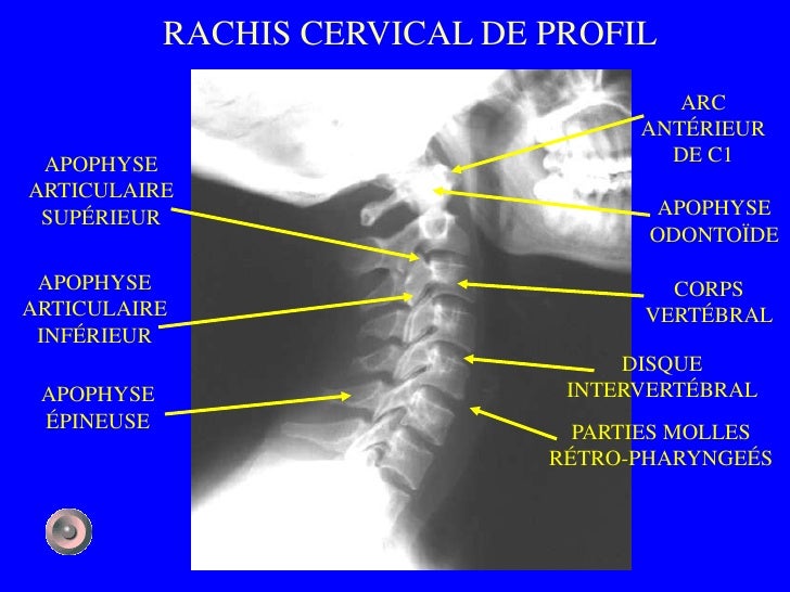 1 anatomie et semiologie rdiologique (version 1)