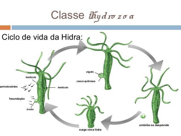 1º Ano - Cnidários